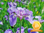 Preview: Iris setosa Nana - Zwerg-Iris